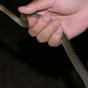Common Keelback (Tropidonophis mairii mairii)