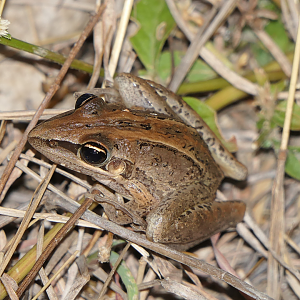 Striped Rocket Frog (Litoria nasuta)