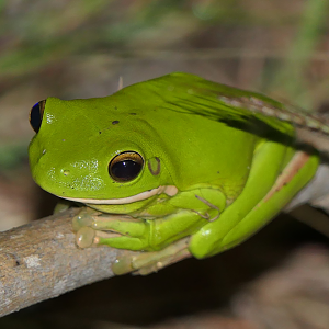 White-lipped Tree Frog (Sandyrana infrafrenata)