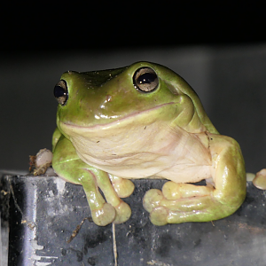 Green Tree Frog (Pelodryas caerulea)