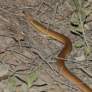 Burton's Legless Lizard (Lialis burtonis)