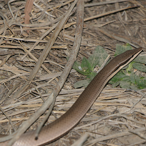 Burton's Legless Lizard (Lialis burtonis)