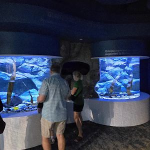 Giant Pacific Octopus