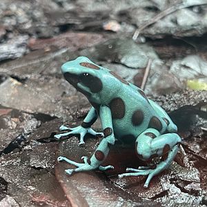 green-and-black poison dart frog “microspot” (dendrobates auratus) (1)