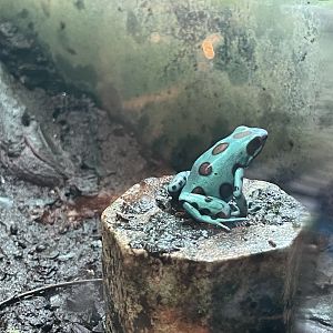 green-and-black poison dart frog “microspot’’ (dendrobates auratus) (2)