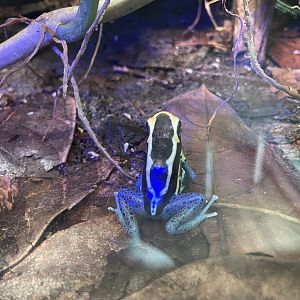dyeing poison dart frog "cobalt" (dendrobates tinctrorius) (2)