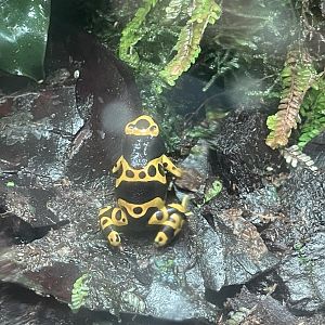 yellow-banded poison dart frog (dendrobates leucomelas) (1)
