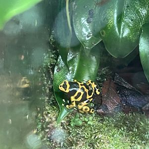 yellow-banded poison dart frog (dendrobates leucomelas) (2)