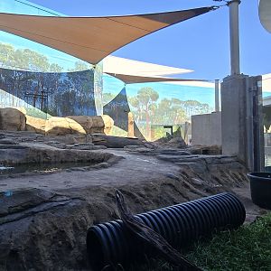 Florida Waters -  river otters
