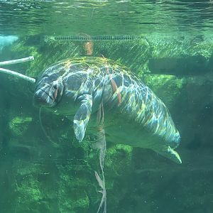 Florida Waters -  manatee
