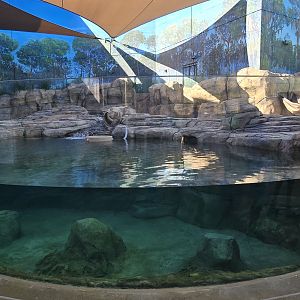Florida Waters -  river otters