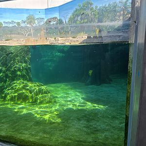 Florida Waters - manatee