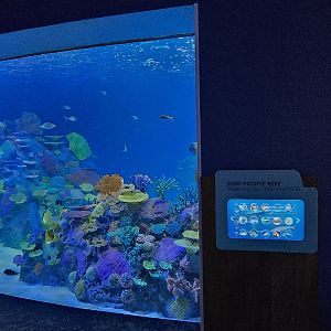 Indo-Pacific reef tank