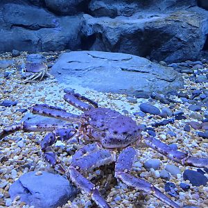 Giant Crabs - Sheep crabs