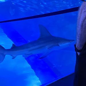 Florida's Gulf Tank - overlook