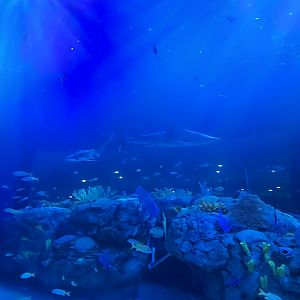 Florida's Gulf Coast - Gulf Tank