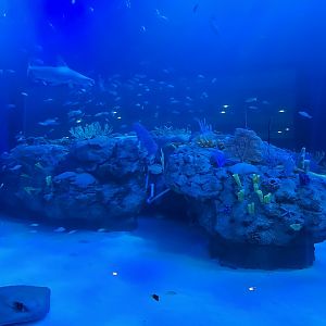 Florida's Gulf Coast - Gulf Tank