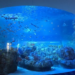 Florida's Gulf Coast - Gulf Tank