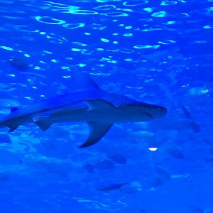Florida's Gulf Coast - Gulf Tank (sandbar shark)