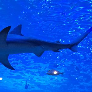 Florida's Gulf Coast - Gulf Tank (sandbar shark)