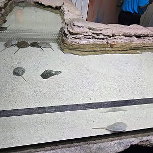 Florida's Gulf Coast - horseshoe crab touch tank