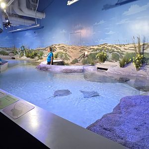Florida's Gulf Coast - Ray touch tank