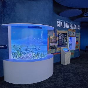 Florida's Gulf Coast - Shallow seagrass tank
