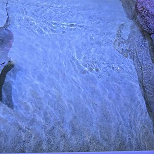 Florida's Gulf Coast - Ray touch tank (all species)