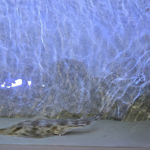 Florida's Gulf Coast - Ray touch tank (guitarfish)