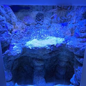 Florida's Gulf Coast - Octopus