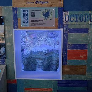 Florida's Gulf Coast - Octopus