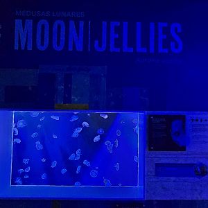 Florida's Gulf Coast - moon jellies