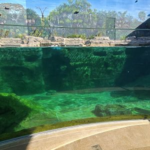 Florida Waters - manatee