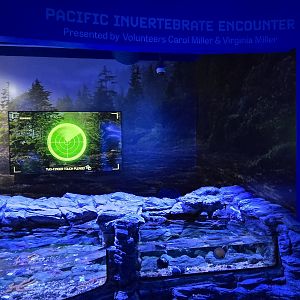 Second Floor - Pacific Invertebrate Encounter