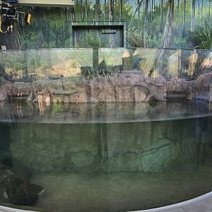 Florida Waters - alligator snapping turtle