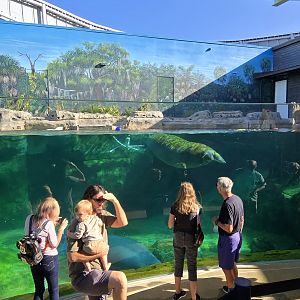 Florida Waters - manatee