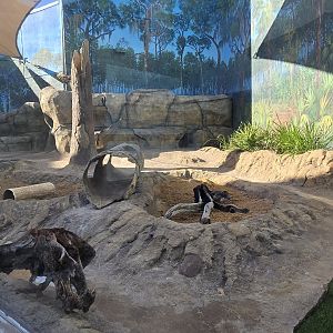Florida Waters - river otter