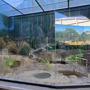 Florida Waters - Gopher tortoise