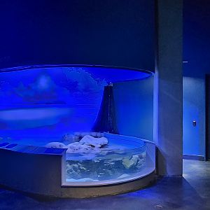 Shark touch tank