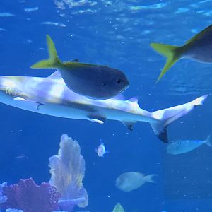 Indo-pacific reef tank