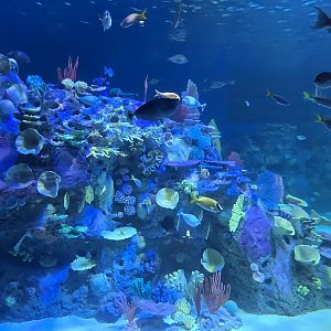 Indo-pacific reef tank