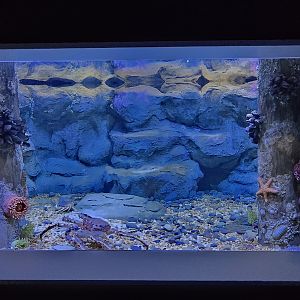 Giant Crab - sheep crab