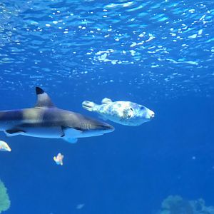 Indo-pacific reef tank