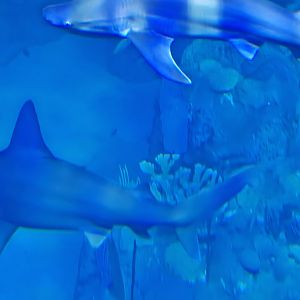 Florida's Gulf Coast - Gulf Tank sharks