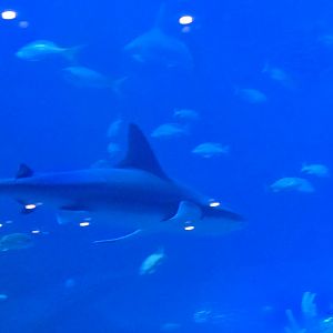 Florida's Gulf Coast - Gulf Tank sharks