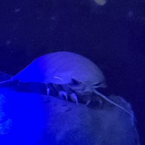 Giant Isopod