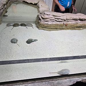 Florida's Gulf Coast - Horseshoe crab touch tank