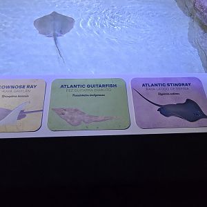 Florida's Gulf Coast - ray touch tank
