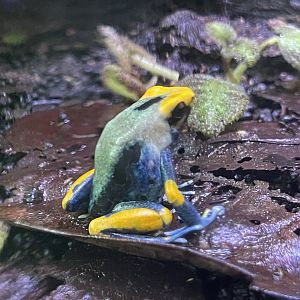 dyeing poison dart frog “peacock” (dendrobates tinctorius)