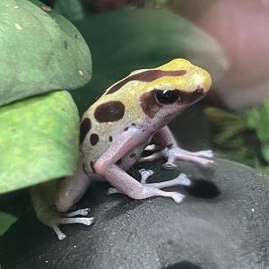 dyeing poison dart frog "ice cream" (dendrobates tinctorius)